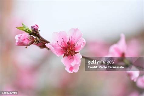 桃花圖|3,533 桃花 Stock Photos, High